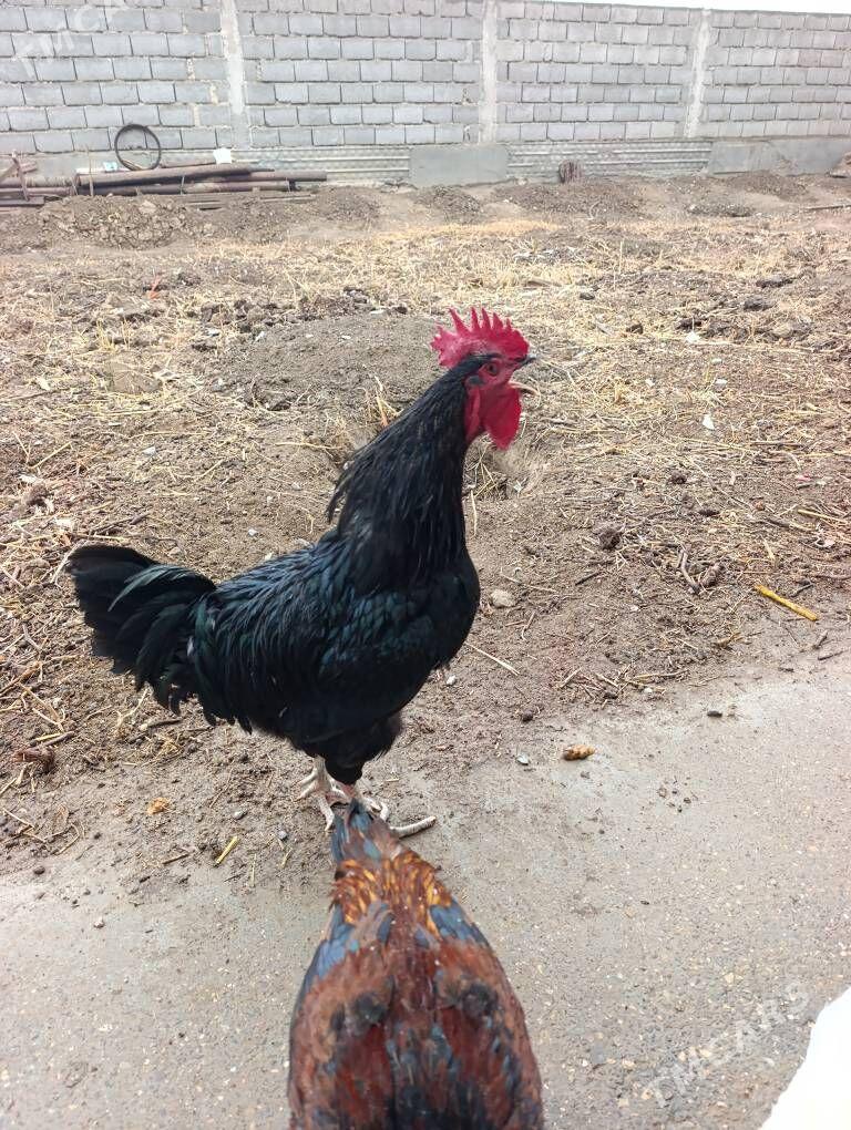 Jersey Gigant Horoz - Gyzylarbat - img 1