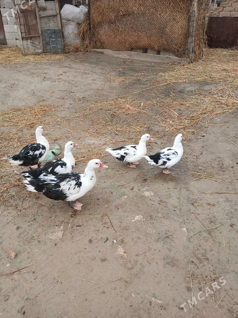 indautga - Magtymguly - img 1