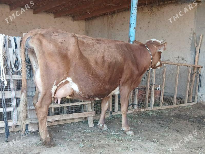 goleli - Wekilbazar - img 1