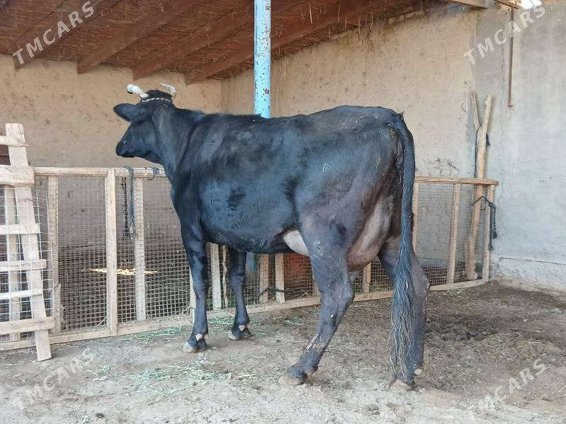 goleli - Векильбазар - img 1