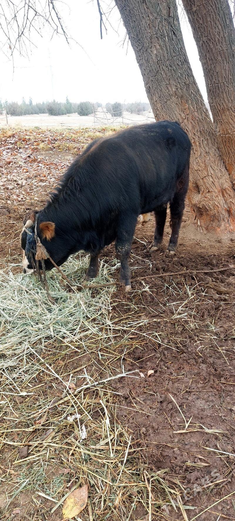 Öküz - Бекреве - img 1