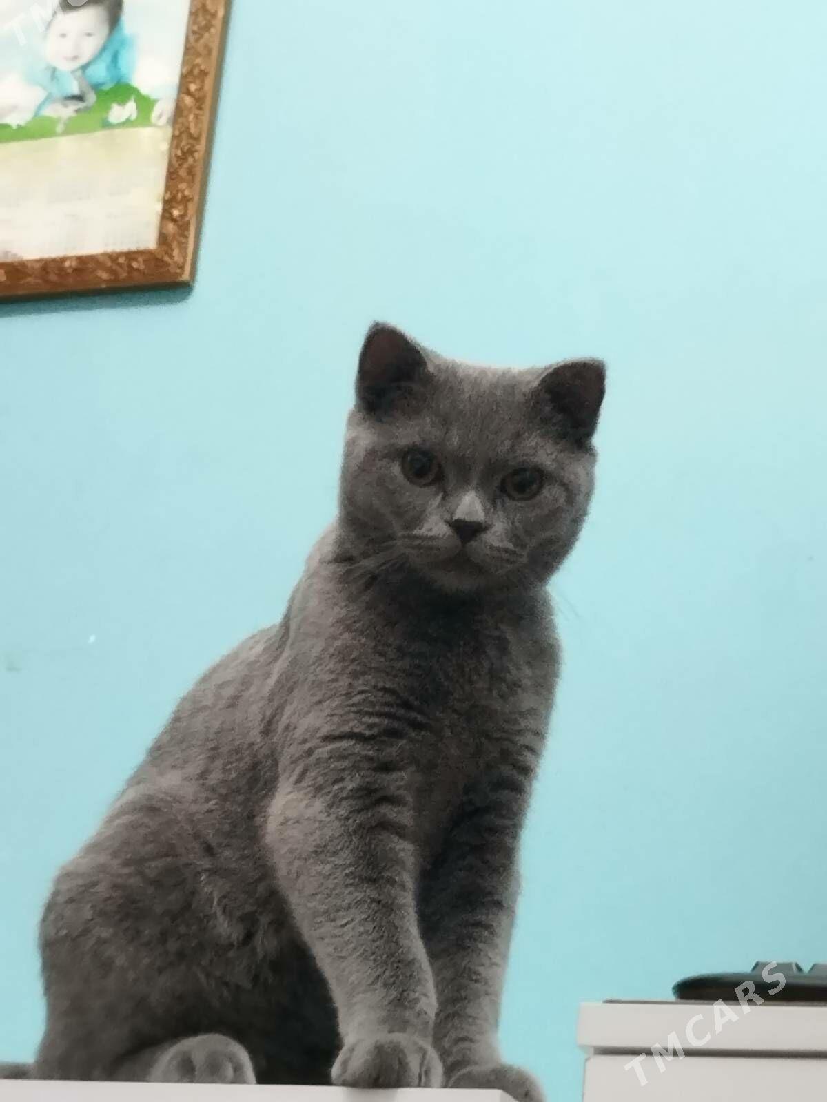 Kot - Howdan "W" - img 1