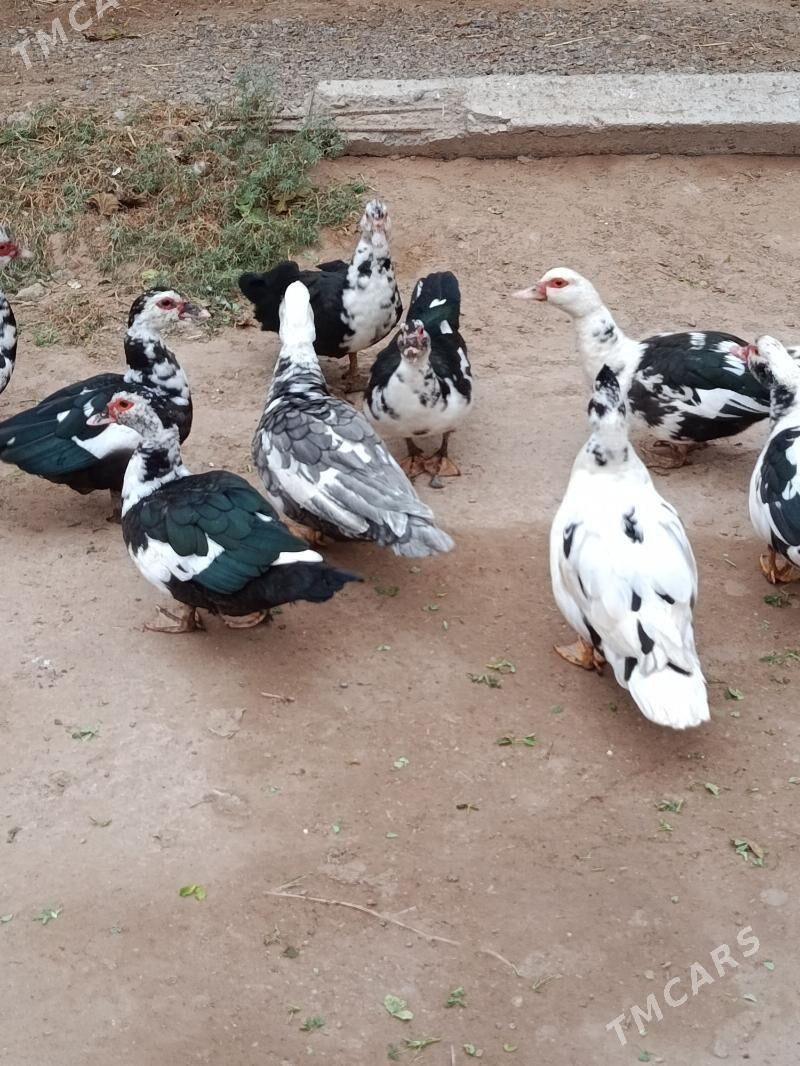 indautga - Теджен - img 1