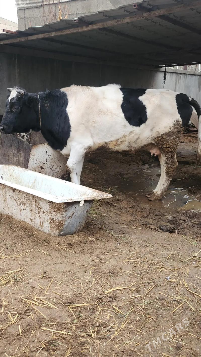 bakylan tuwe - Ашхабад - img 1