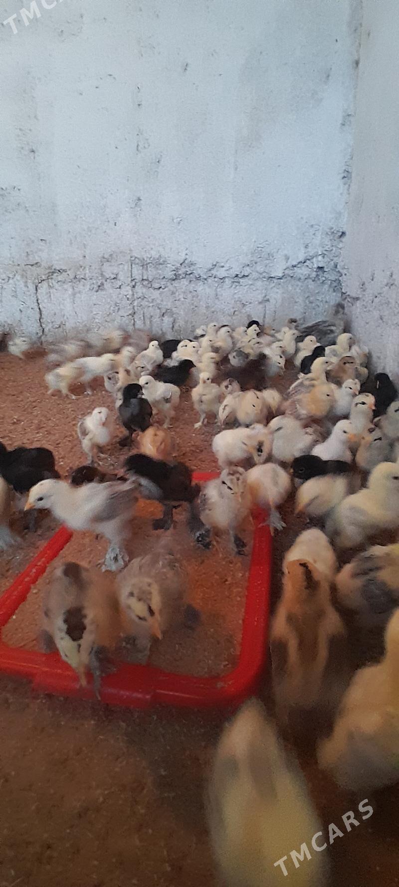 jüje - Багир - img 1