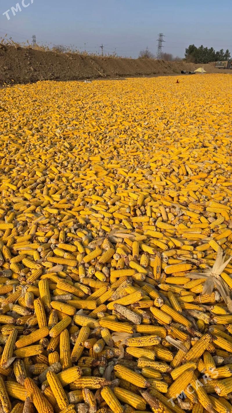 Mekge - Ашхабад - img 1