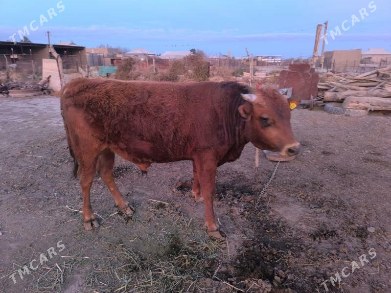 Öküz - Кака - img 1