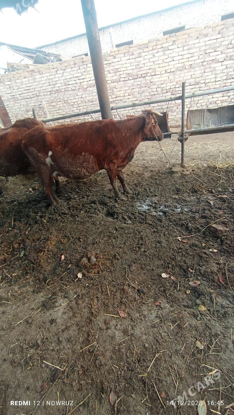 saglyk sygyr - Сакар - img 1