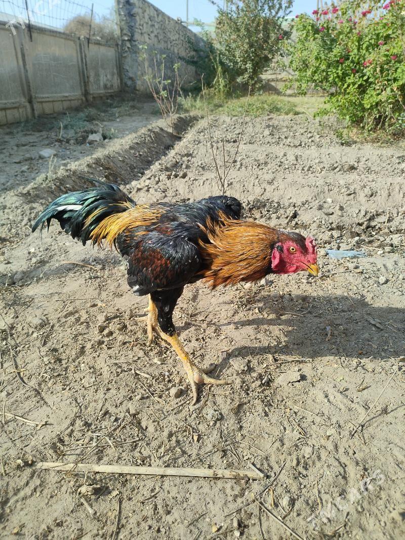 horaz - Kerki - img 1