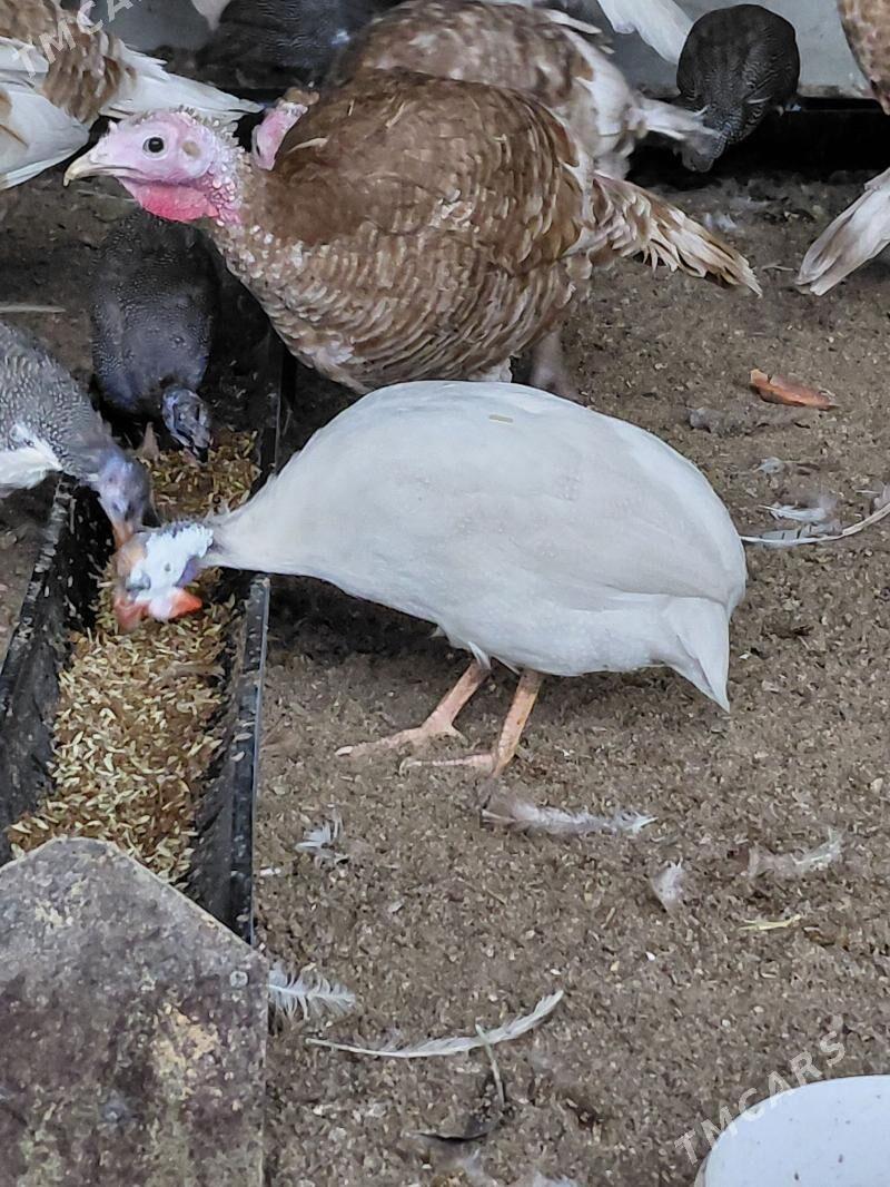 sisarka ak - Гёкдепе - img 1