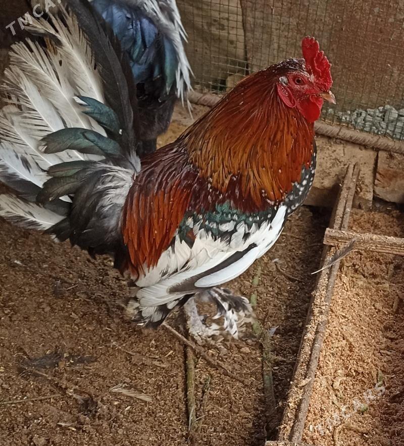 karlik - Çärjew - img 1