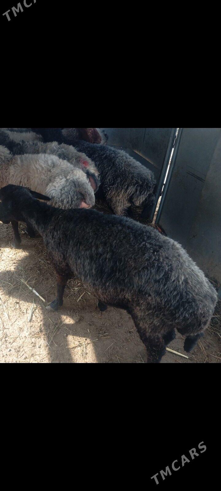 garakol goyun - Aşgabat - img 1