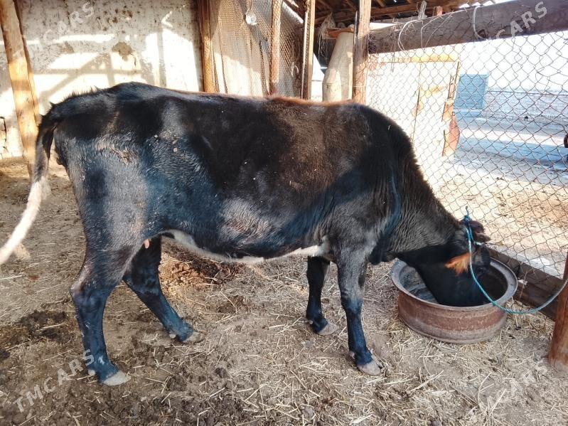 богасыгыр - Murgap - img 1