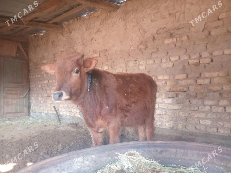 öküzçe - Бабадайхан - img 1