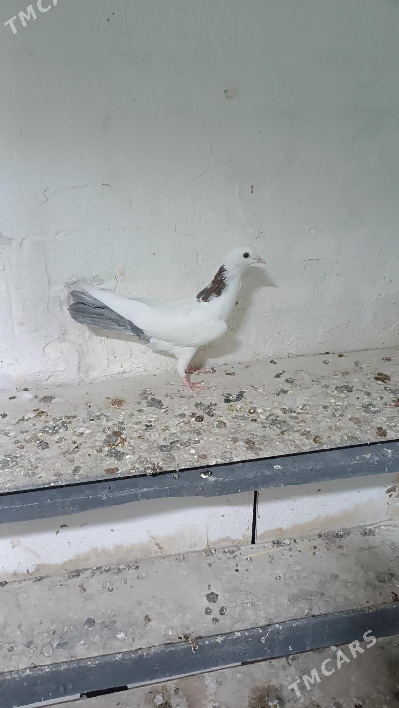 kepderi голуби - Ашхабад - img 1