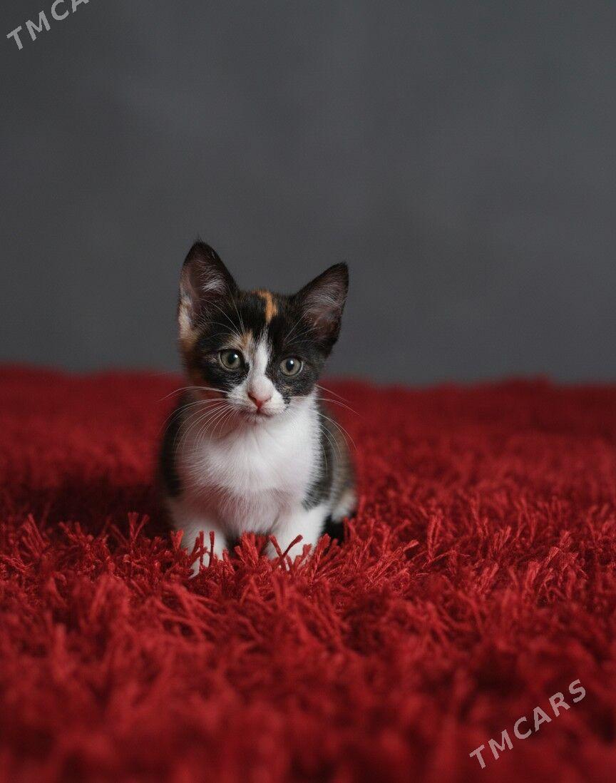котёнок - Türkmenbaşy - img 1