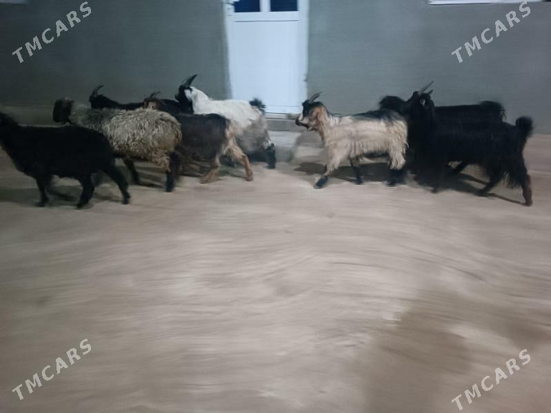 serke we gecii - Фарап - img 1