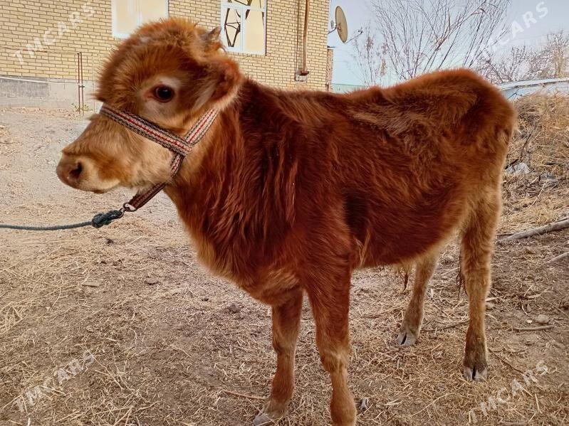 öküzçe - Türkmenabat - img 1