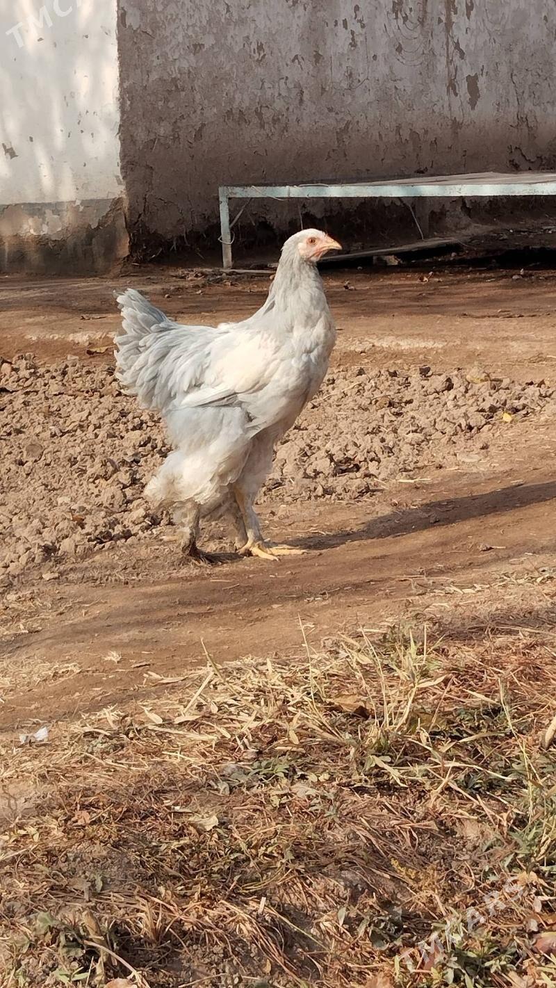 brama lavanda - Теджен - img 1