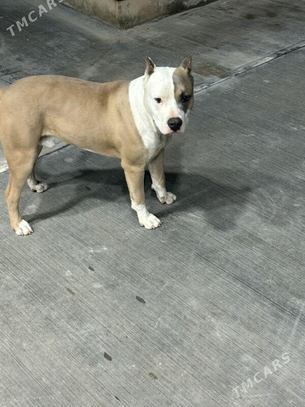 pitbull it - Ашхабад - img 1