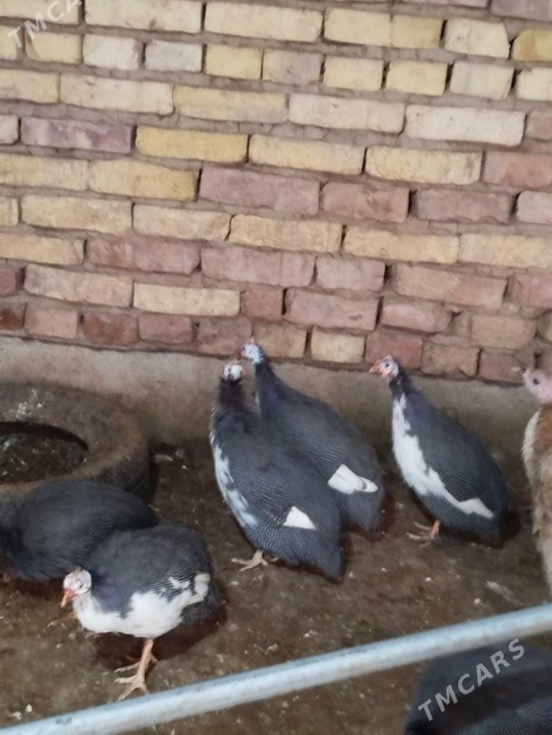 kakilik - Теджен - img 1