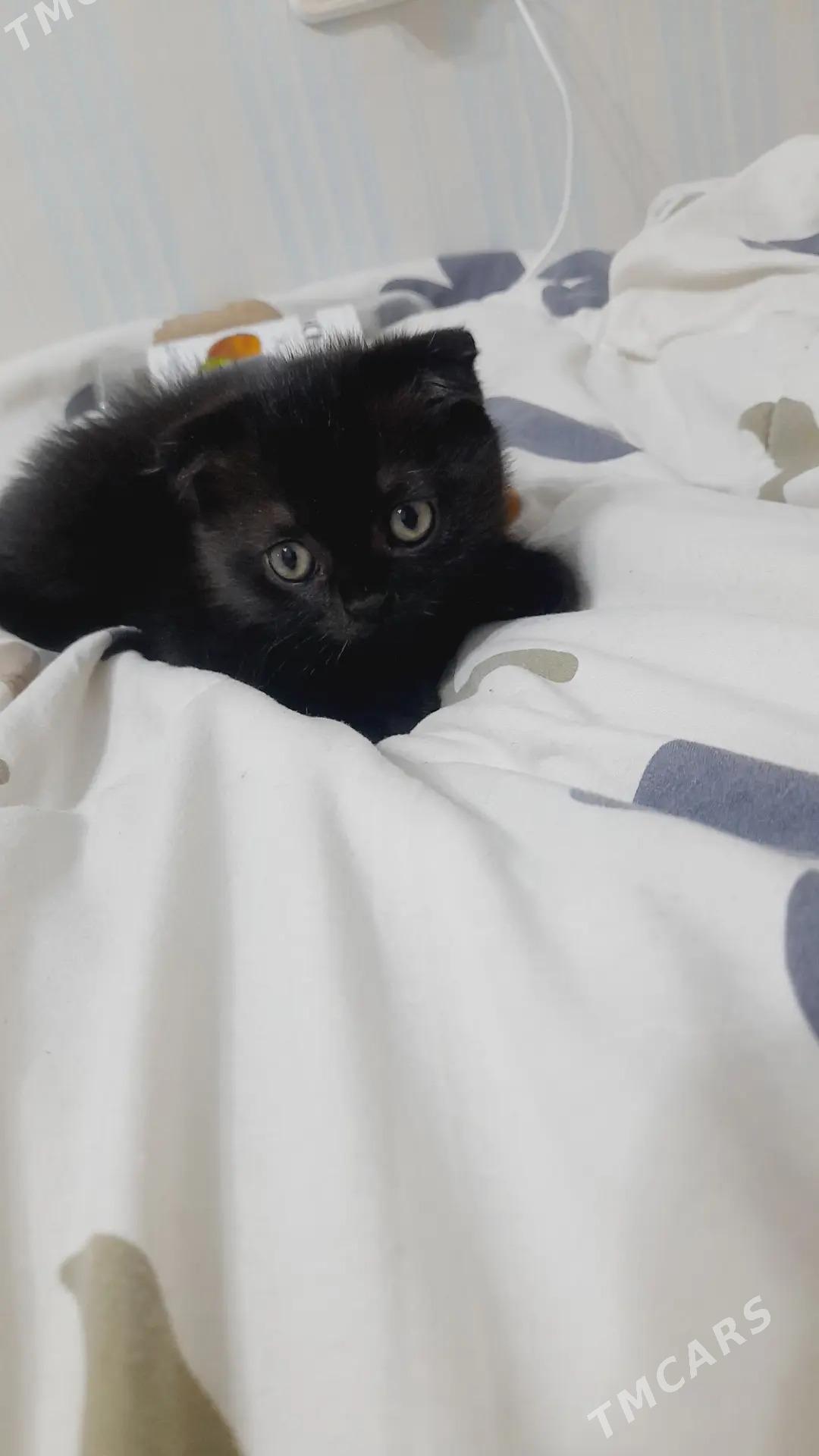 вислоухий котенок - Türkmenabat - img 1