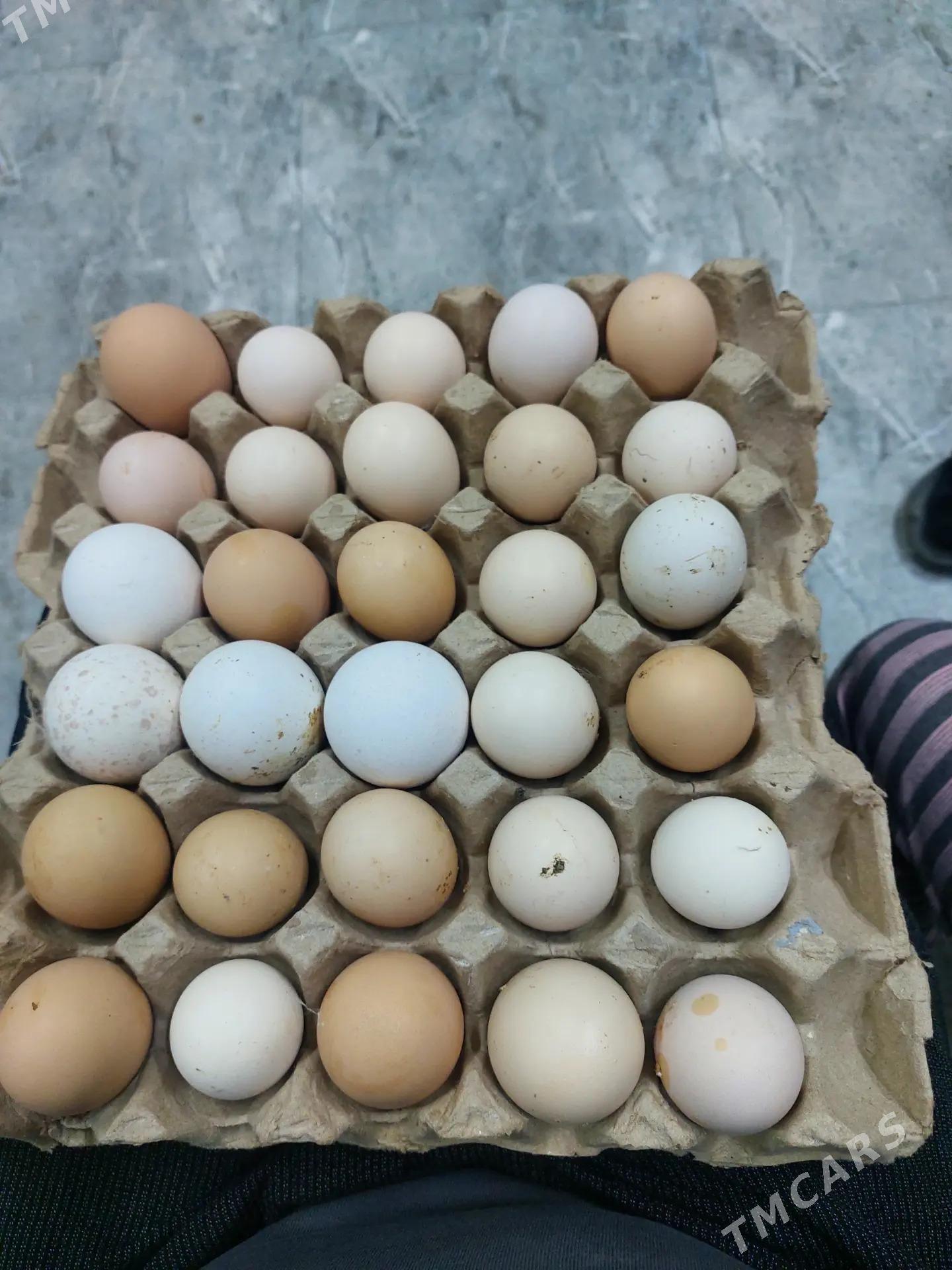 Brama ameraukana diñe ýumurta - Türkmenabat - img 1