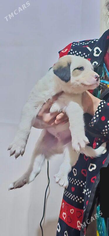 Alabay gücükleri mugt - Дашогуз - img 1