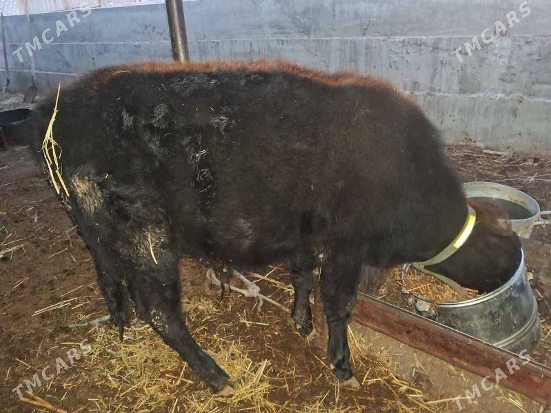 окизче - Türkmenabat - img 1