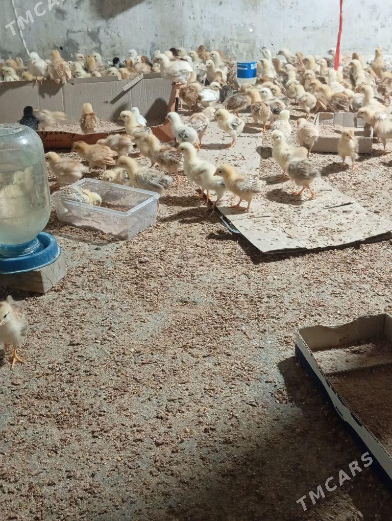 jüje - Gökdepe - img 1