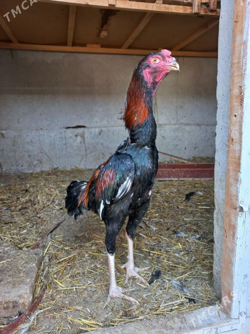 шамо тюрк - Türkmenabat - img 1