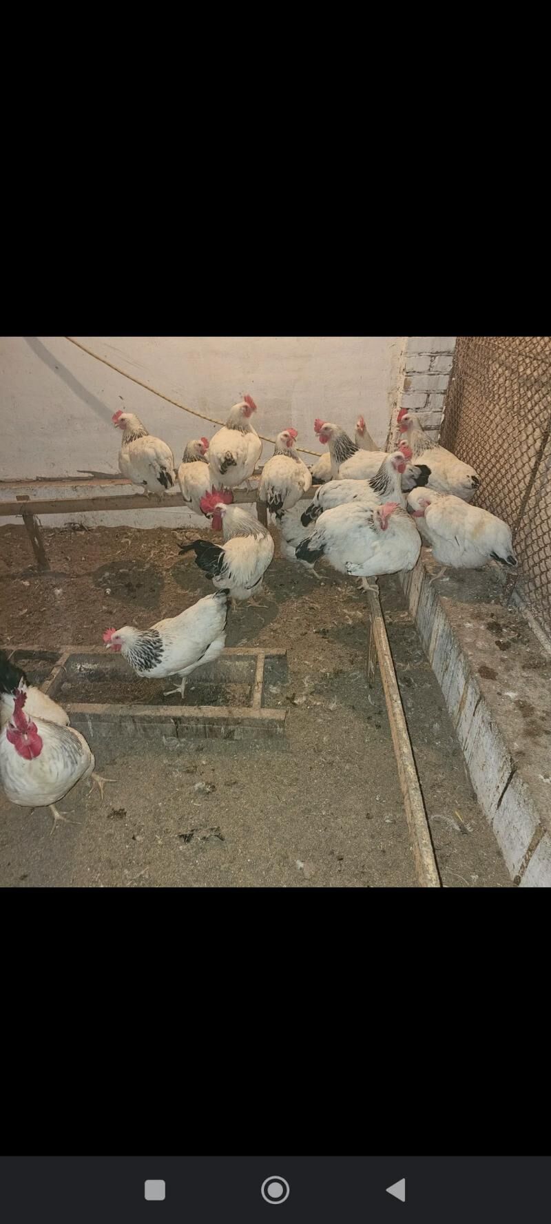 Adler - Türkmenabat - img 1