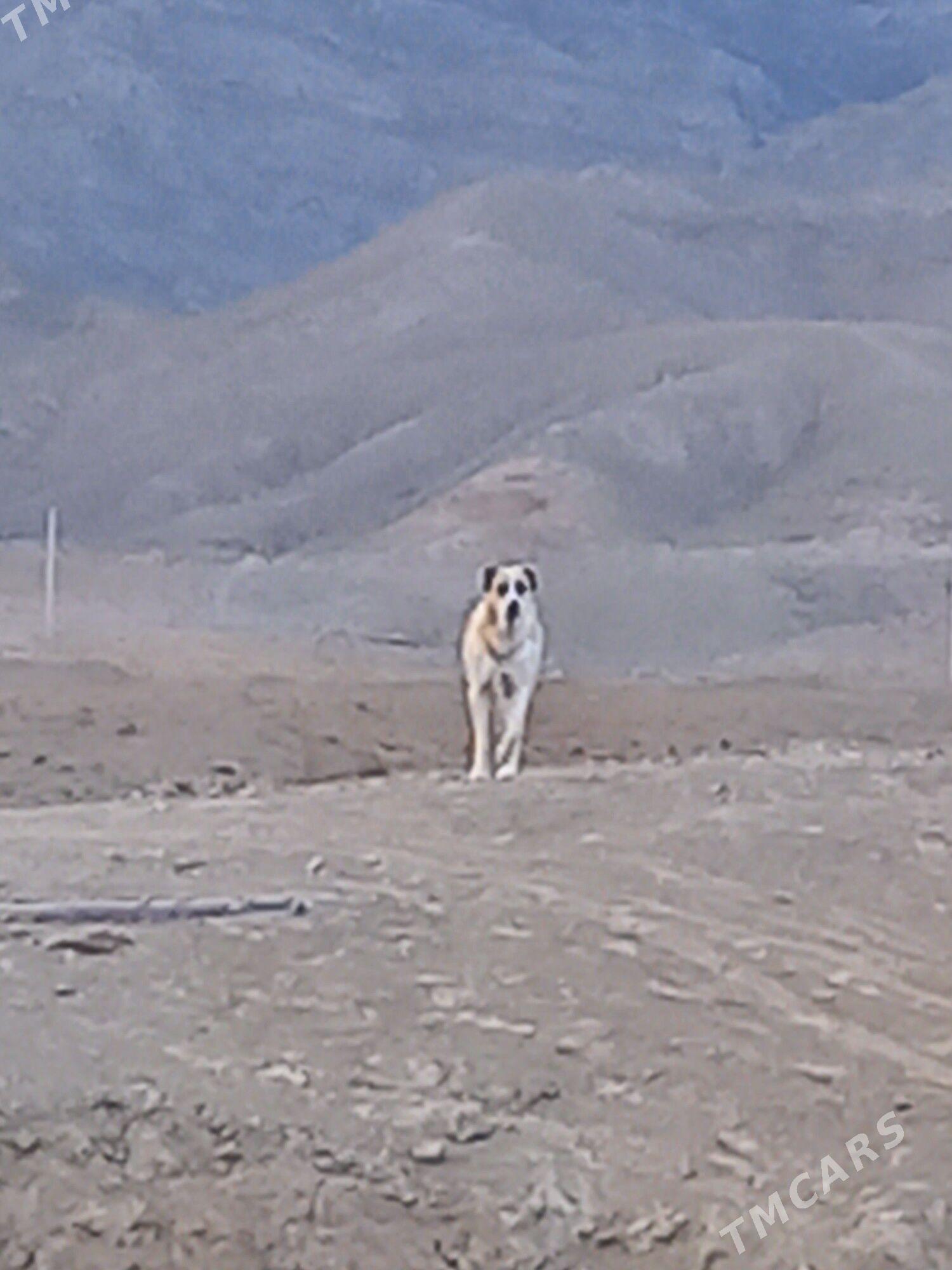 Alabaý - Берекет - img 1