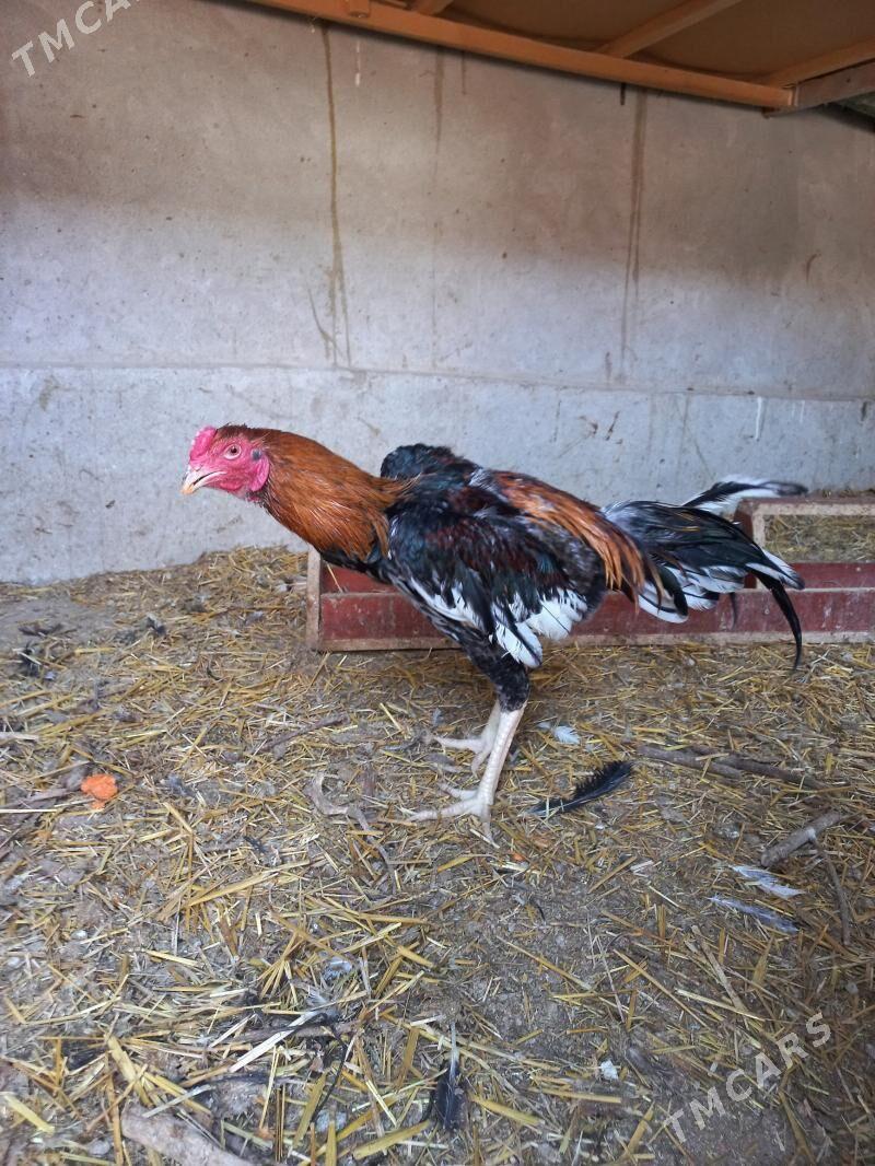 хораз - Türkmenabat - img 1