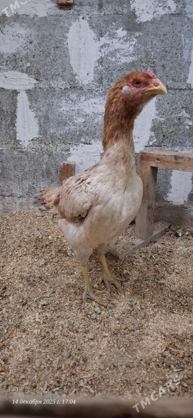 maki - Gökdepe - img 1