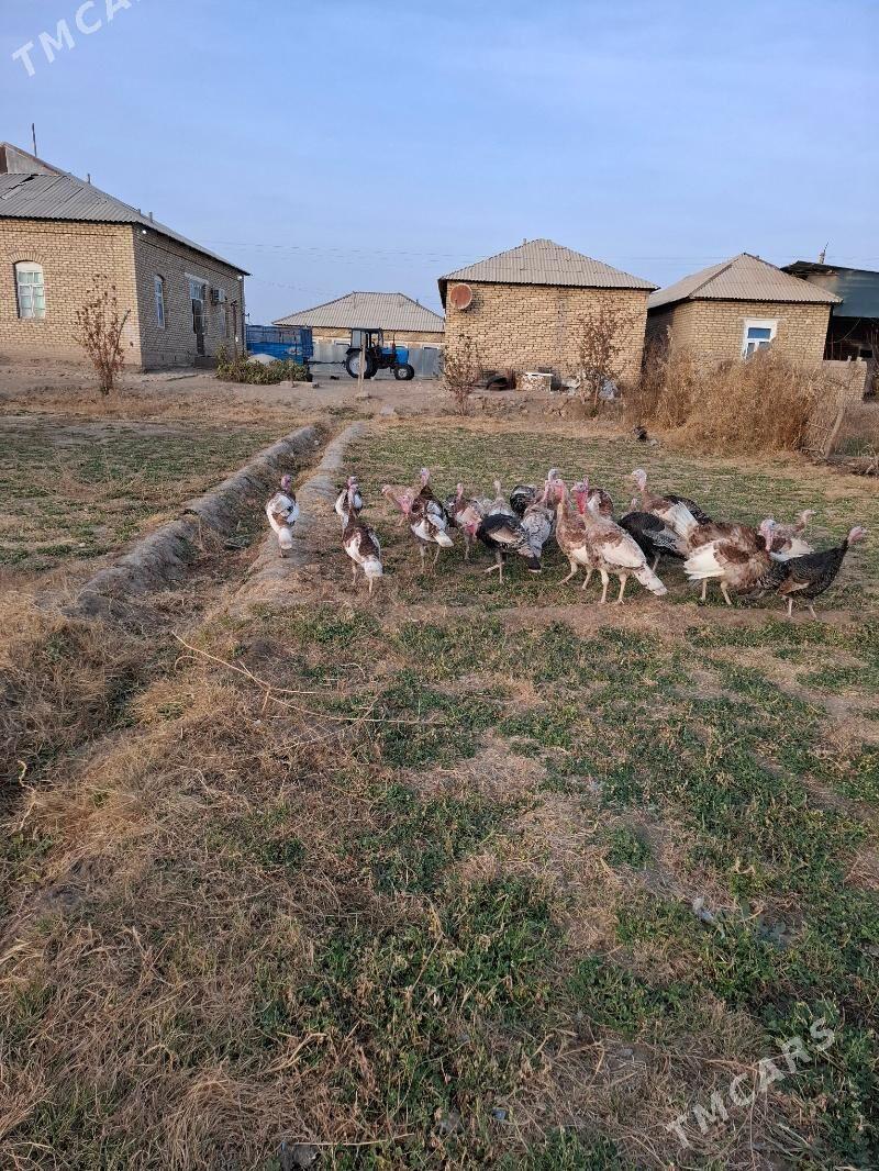 induk - Sakarçäge - img 1