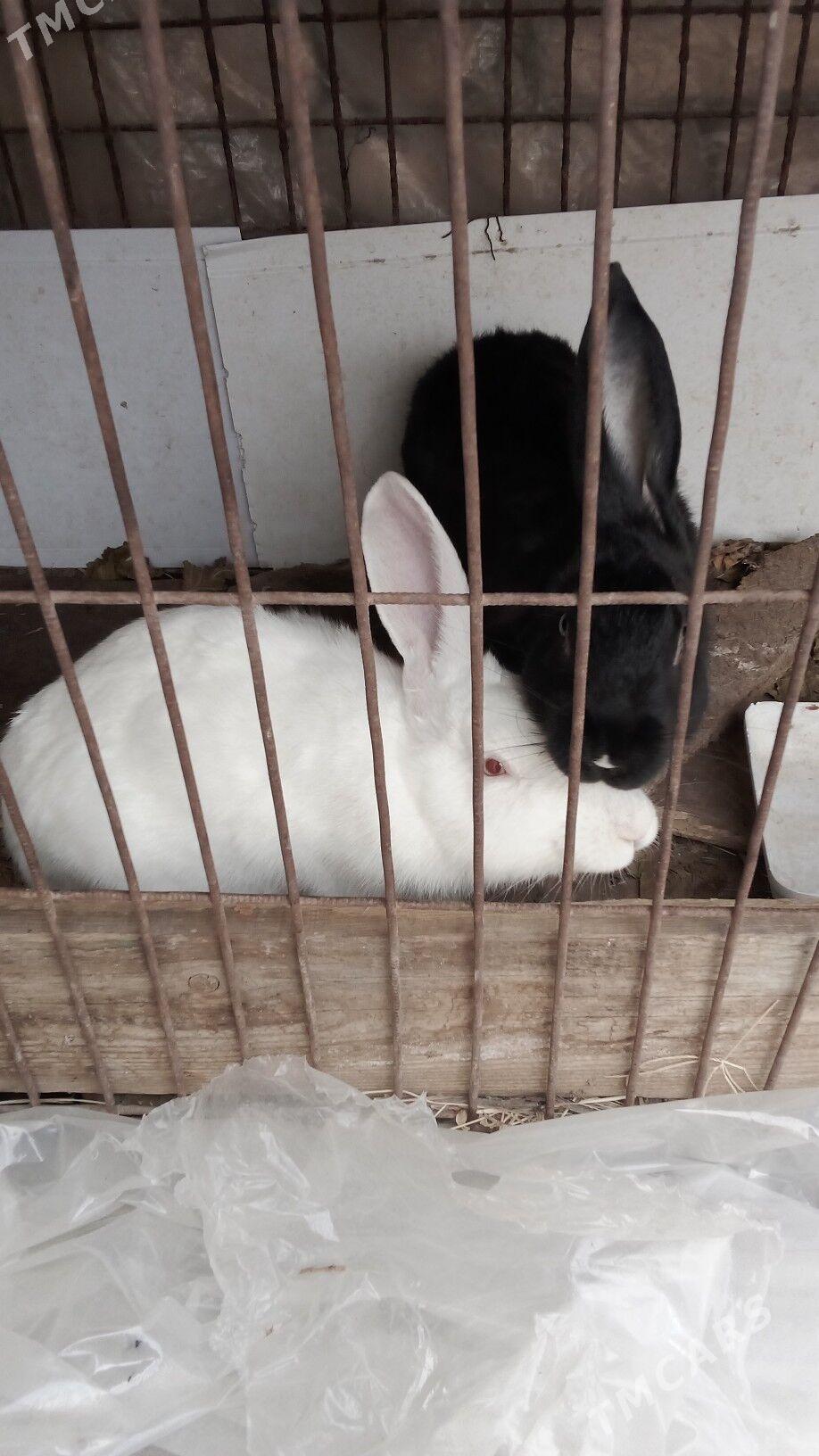 кролики полу великаны - Туркменабат - img 1