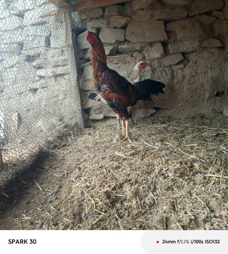 horaz - Bäherden - img 1