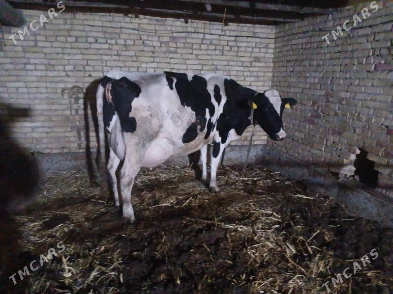 suytli sygyr - Фарап - img 1