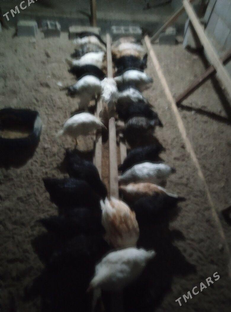 towuk - Gyzylarbat - img 1