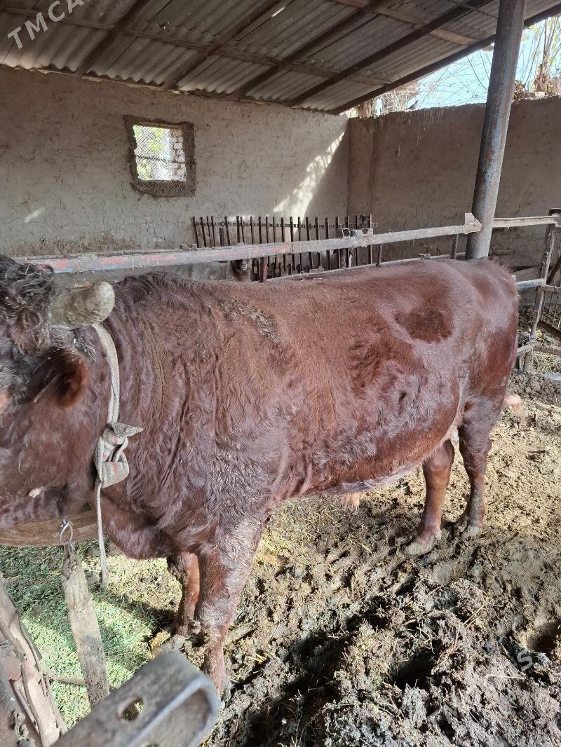 Ökuz - Сакарчага - img 1