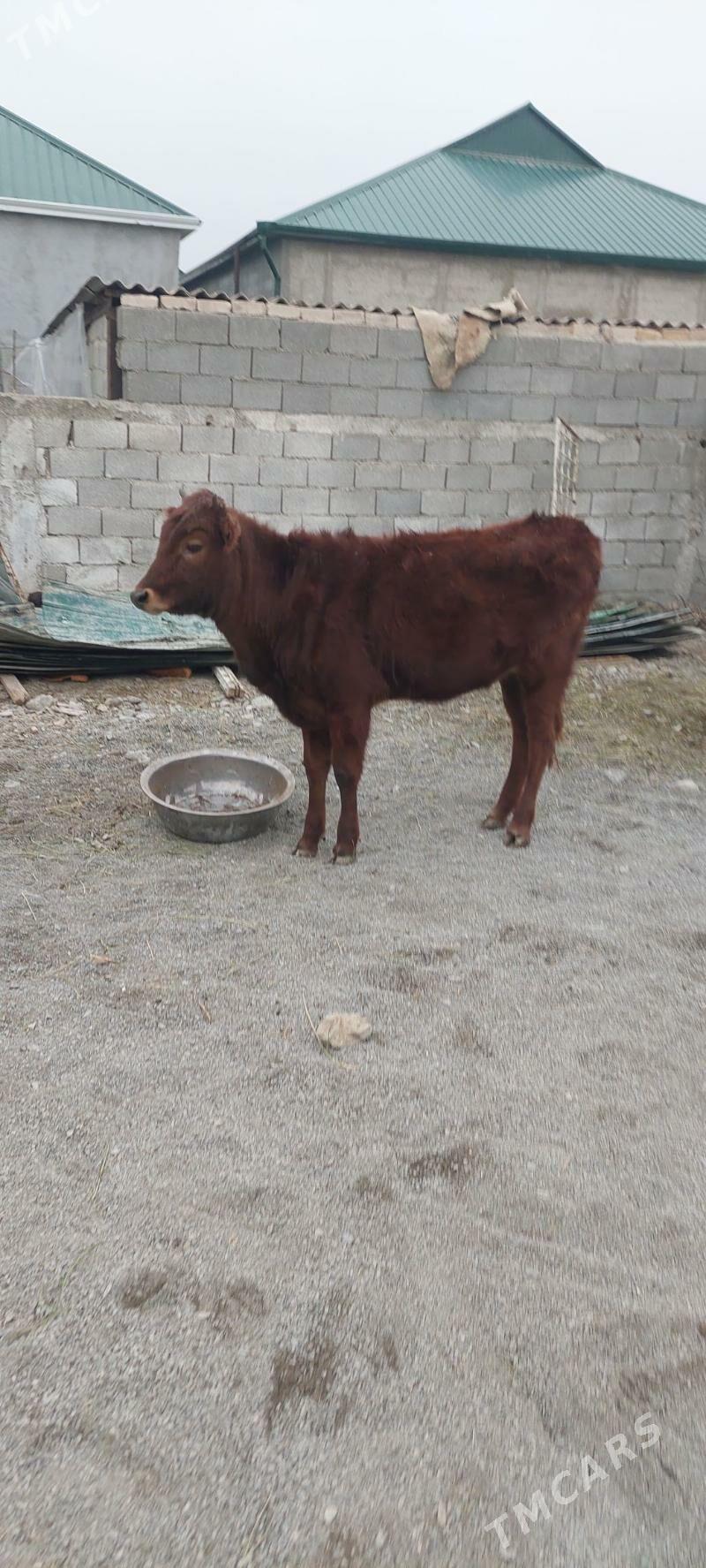 sygyr - Чоганлы - img 1