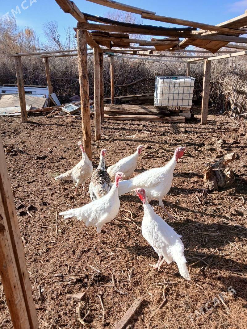 induk - Türkmenbaşy - img 1