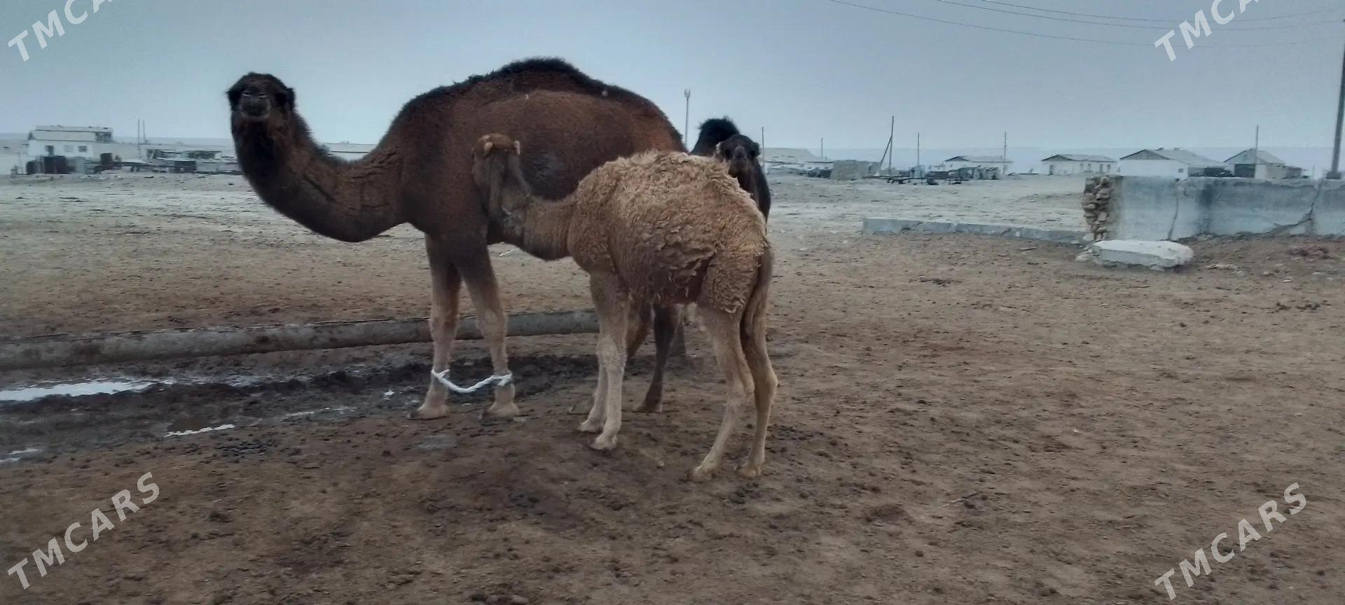 Torumly duye - Balkanabat - img 1