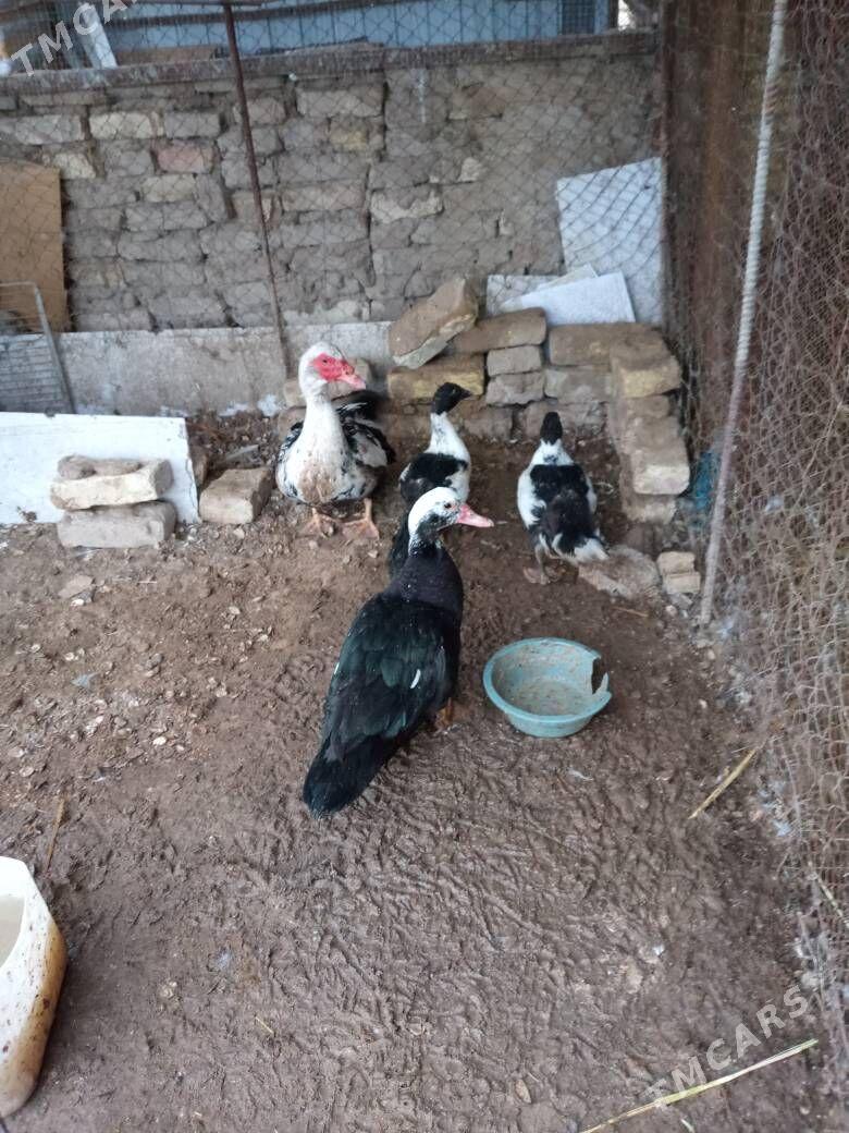 erkek ördek - Мары - img 1