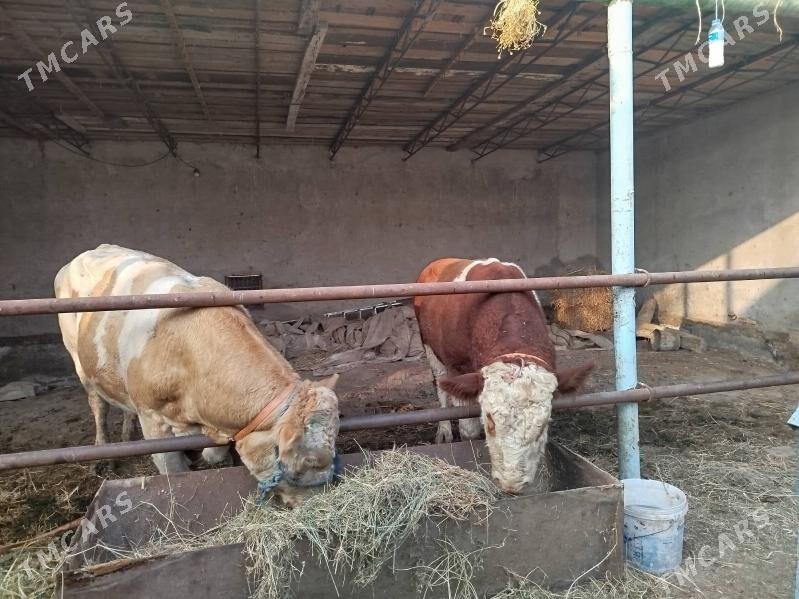 Симментал окузлер - Чарджоу - img 1