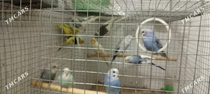 popugay - Aşgabat - img 1