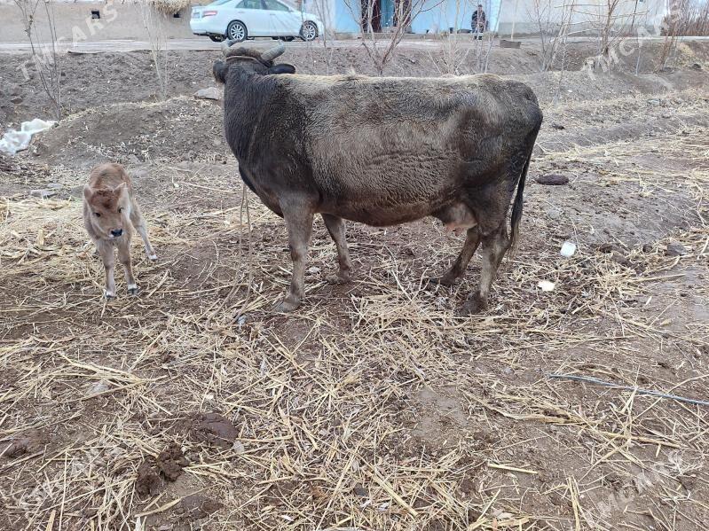 goleli sygyr - Губадаг - img 1