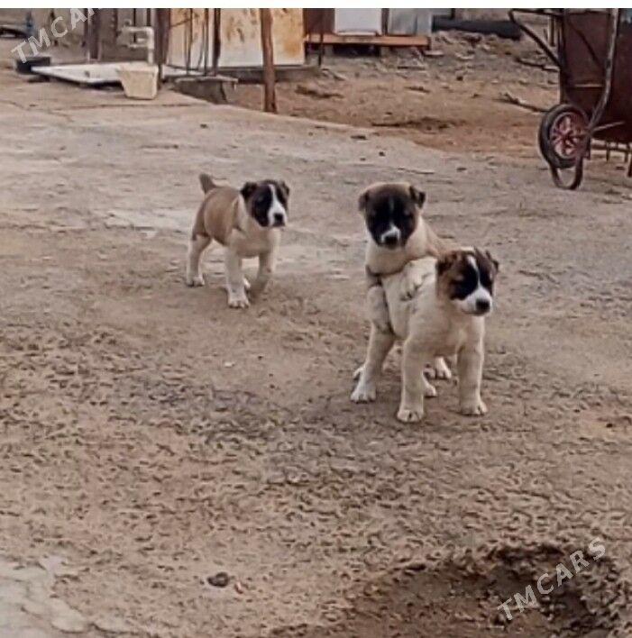 Türkmen It - Гёкдже - img 1