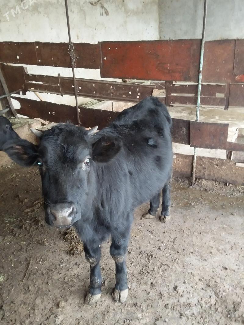 окиз туве - Bäherden - img 1